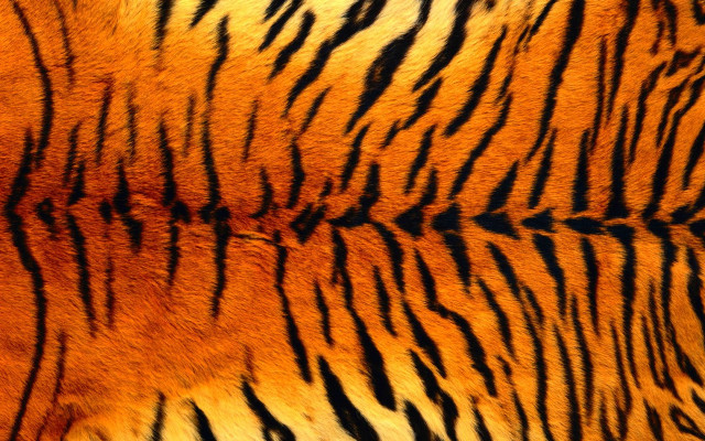 Tiger fur black stripe yellow free wallpaper - medium preview image