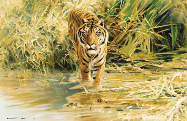 Tiger walking water grass bushes free wallpaper - medium preview image