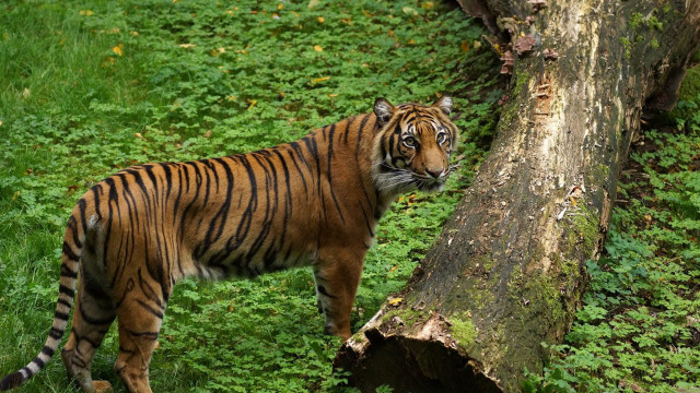 Tiger tree field grass weeds free wallpaper - medium preview image