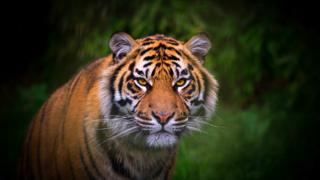 Tiger walking grass dark night free wallpaper - medium preview image