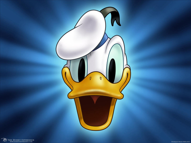 Cartoon duck hat blue background free wallpaper - medium preview image