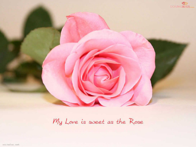 Pink rose message on it free wallpaper - medium preview image