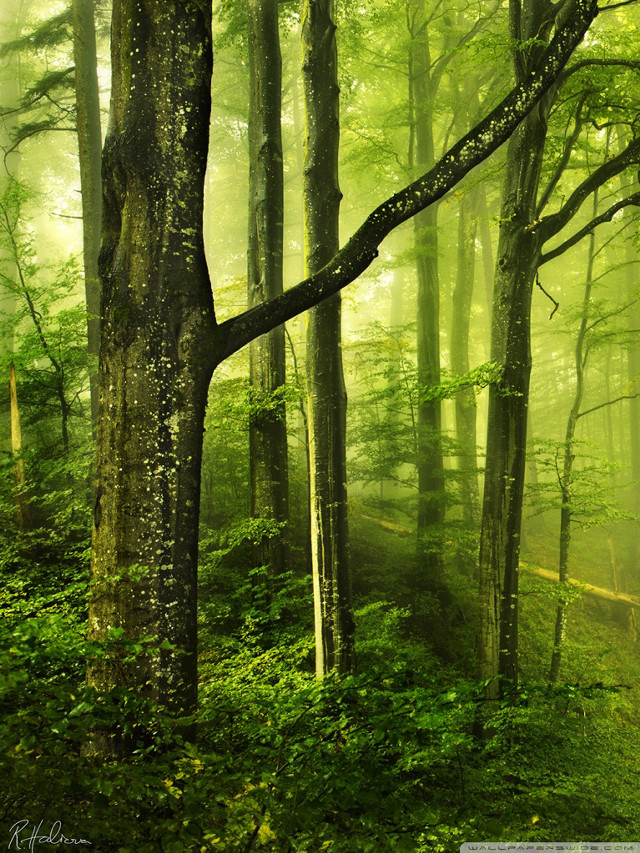 Forest trees green leaves trail free wallpaper - medium preview image
