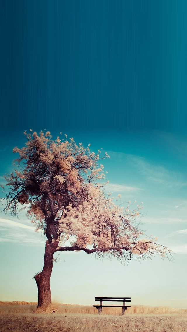 Bench under tree field blue free wallpaper - medium preview image