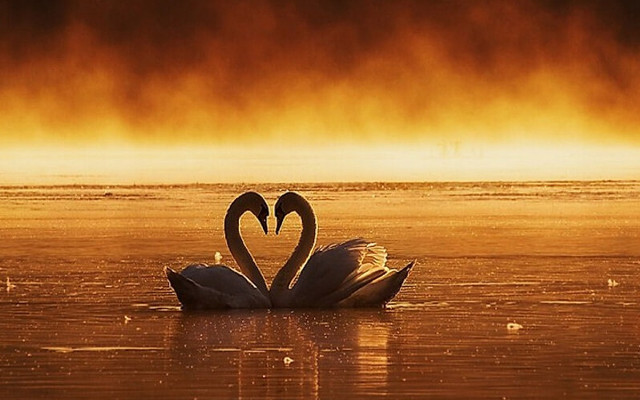 Swans floating water sunset light free wallpaper - medium preview image
