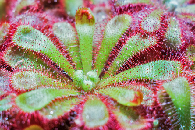Red green water droplets macro free wallpaper for desktop - medium preview image