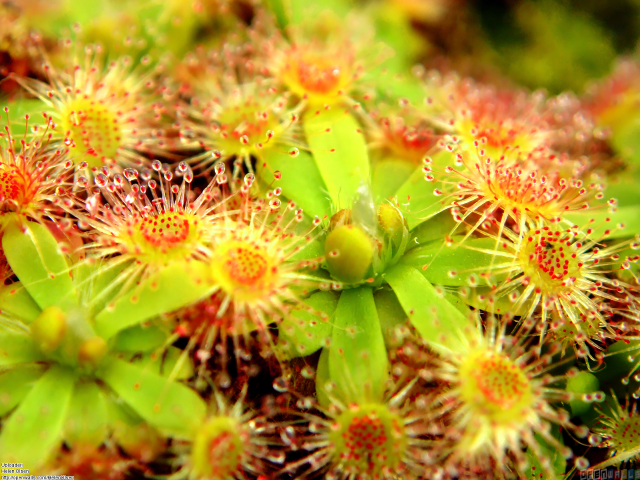 Close up flowers green leaves #3 free wallpaper - medium preview image
