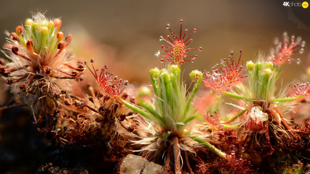Plant flowers leaves macro ecological free wallpaper - medium preview image