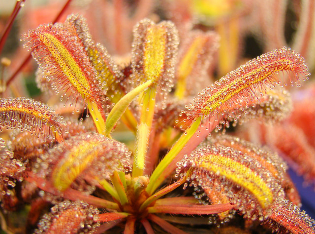 Plant water droplets macro autumn free wallpaper - medium preview image
