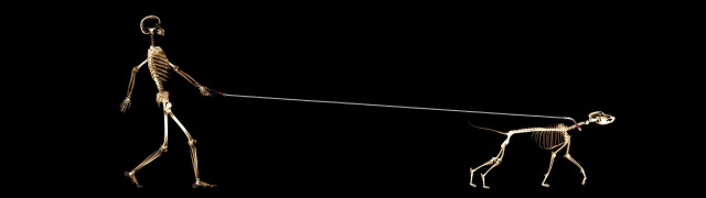 Skeleton dog leash dark light free wallpaper - medium preview image
