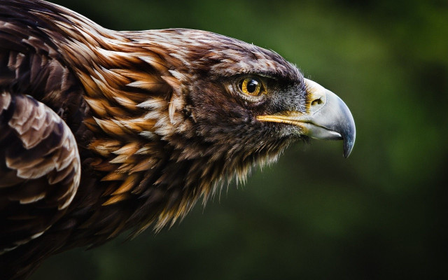 Bird of prey closeup yellow #2 free wallpaper - medium preview image