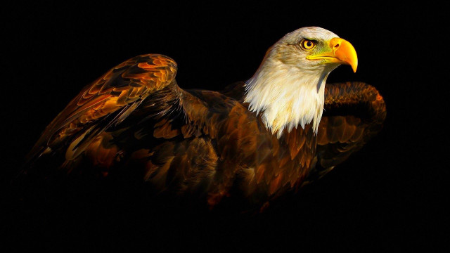 Large bird yellow beak white free wallpaper - medium preview image