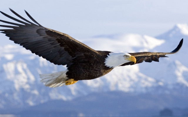 Bald eagle flying mountain range #5 free wallpaper - medium preview image