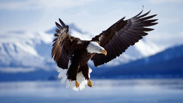 Bald eagle flying water mountains #7 free wallpaper - medium preview image