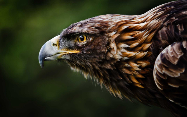 Owl bird prey green background free wallpaper - medium preview image