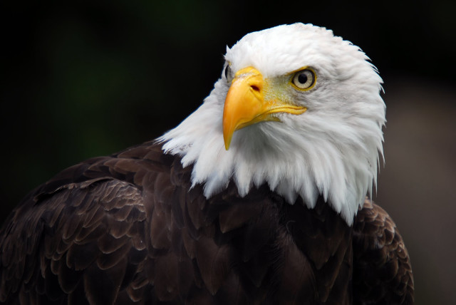 Bald eagle yellow beak white #3 free wallpaper - medium preview image