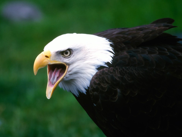 Bald eagle open mouth green #2 free wallpaper - medium preview image
