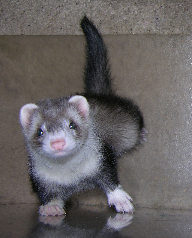 Ferret shiny surface front paws free wallpaper - medium preview image