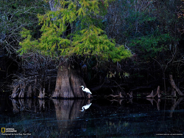 White bird tree stump lake free wallpaper - medium preview image