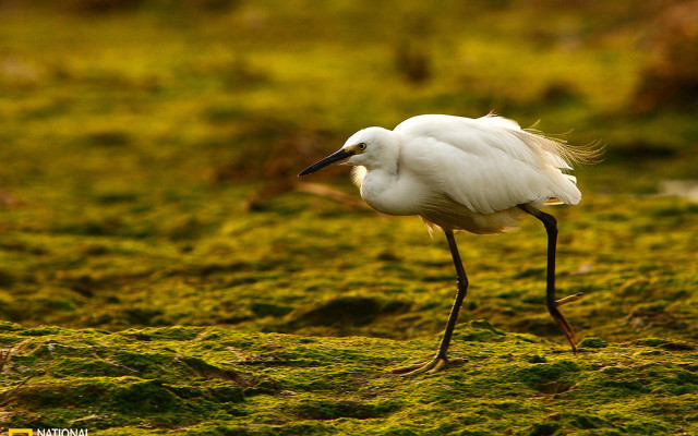 White bird mossy ground microscopic free wallpaper - medium preview image