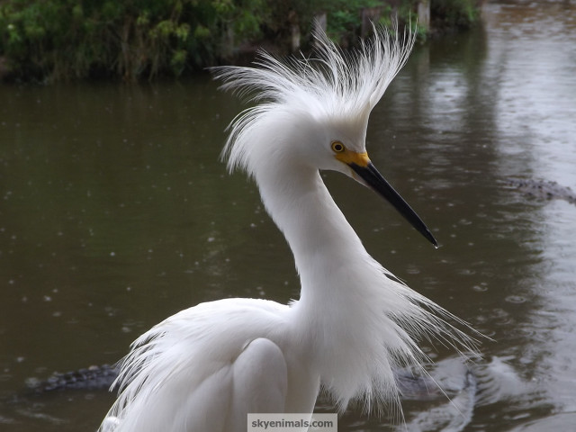 White bird long neck water #2 free wallpaper - medium preview image