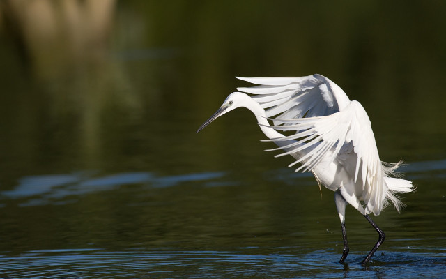 White bird wings spread water free wallpaper - medium preview image