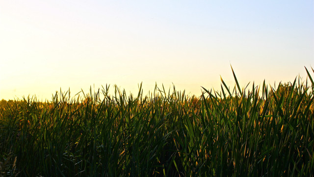 Bird flying lush green field free wallpaper - medium preview image