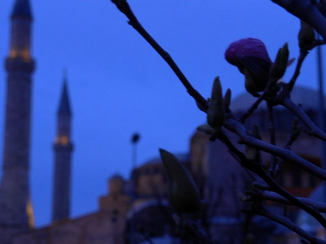 Tree branch flower building minaret free wallpaper - medium preview image