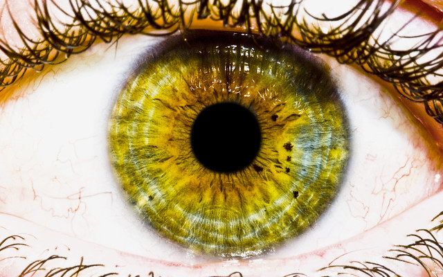 Green eye macro dandelion ferriswheel free wallpaper - medium preview image
