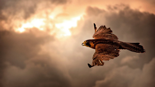 Bird flying cloudy sky sun #2 free wallpaper - medium preview image
