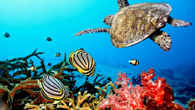 Turtle swimming coral reef fish #4 free wallpaper - medium preview image