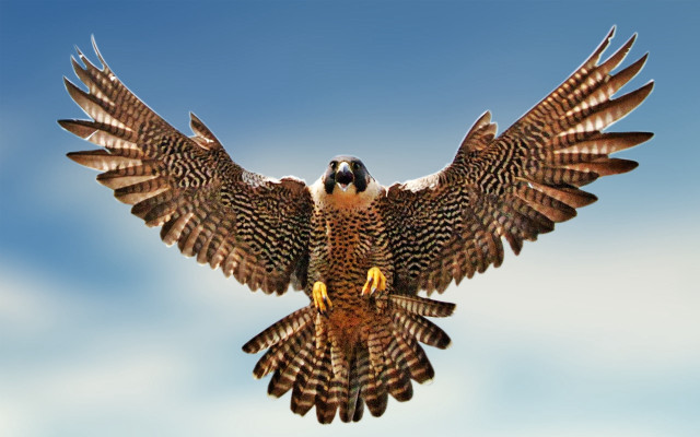 Bird wings spread blue sky #3 free wallpaper - medium preview image