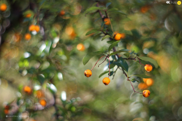 Orange tree christmas bokeh macro free wallpaper - medium preview image
