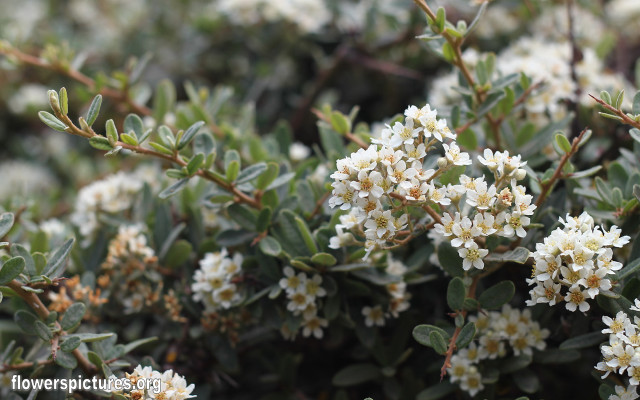 White flower bush green leaves free wallpaper - medium preview image