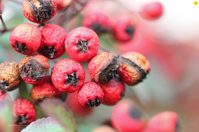 Berries tree branch leaves nature free wallpaper - medium preview image
