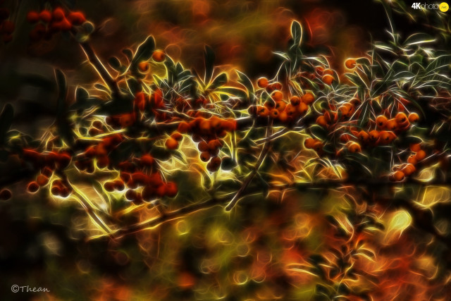 Blurry photograph berries tree branch free wallpaper - medium preview image