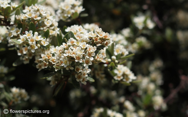 White flowers branch bokeh macro #2 free wallpaper - medium preview image