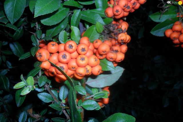 Oranges hanging tree leaves berries free wallpaper - medium preview image