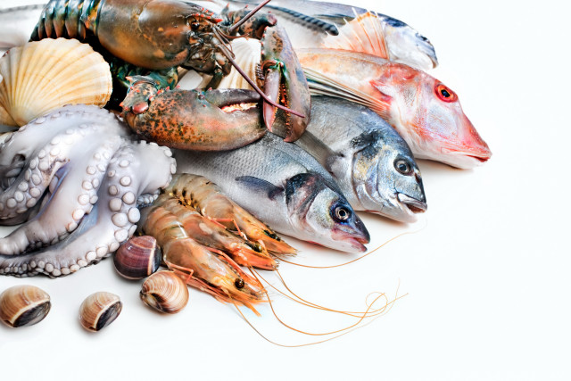 Seafood assortment shells clams white free wallpaper - medium preview image