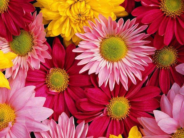 Flowers grass bunch together nature free wallpaper - medium preview image