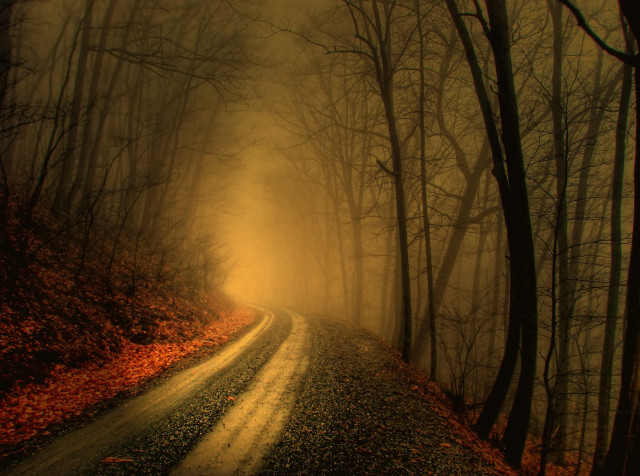 Foggy road forest trees leaves free wallpaper - medium preview image