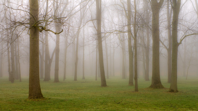 Foggy forest trees grass bench free wallpaper - medium preview image