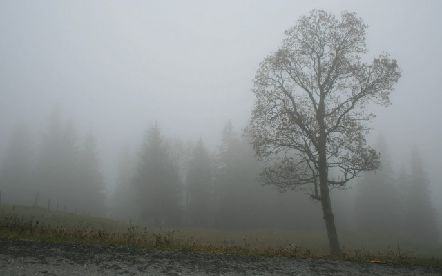 Tree fog hill road field free wallpaper - medium preview image