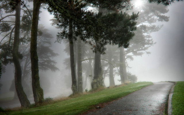 Foggy road trees person walking free wallpaper - medium preview image
