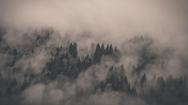 Foggy forest bird flying matte free wallpaper - medium preview image