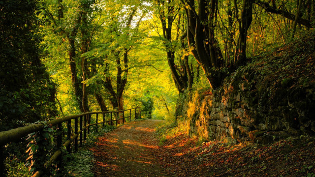 Path woods trees leaves ground #2 free wallpaper - medium preview image
