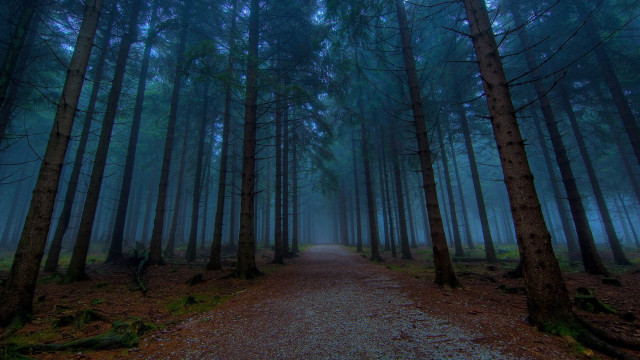 Forest path foggy sky trees free wallpaper - medium preview image