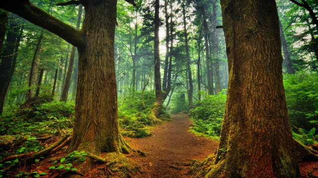 Forest trail dense trees green free wallpaper - medium preview image