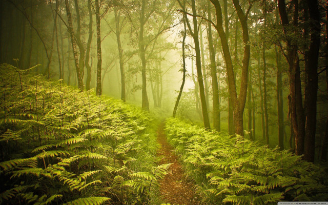 Forest path ferns fog nature free wallpaper - medium preview image