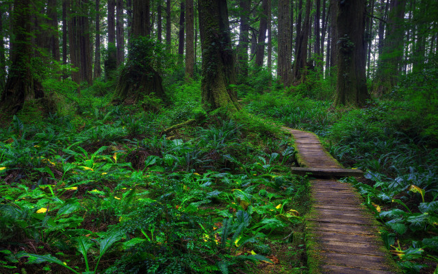 Wooden path lush forest green free wallpaper - medium preview image
